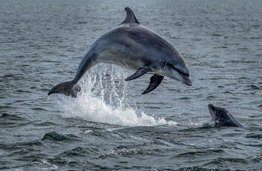 Wild bottlenose Dolphins Jumping Out Of Ocean Water At The Moray Firth Near Inverness
