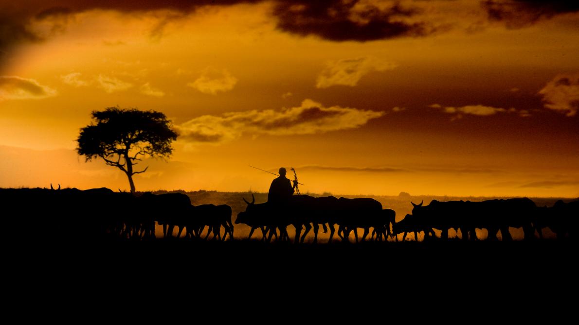 A Maasai farmer with his herd of cattle, Kenya