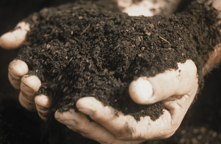 A pair of hands cupped to hold a mound of soil.