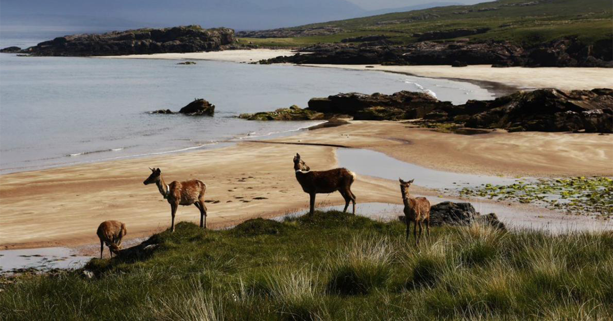 Hinds on Kilmory beach, Rum National Nature Reserve