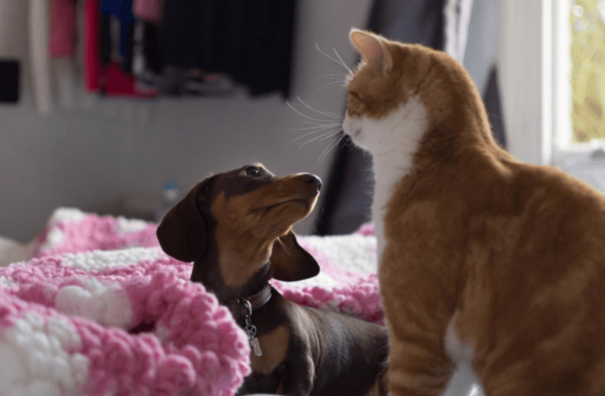 Dog and cat looking at each other on a bed.