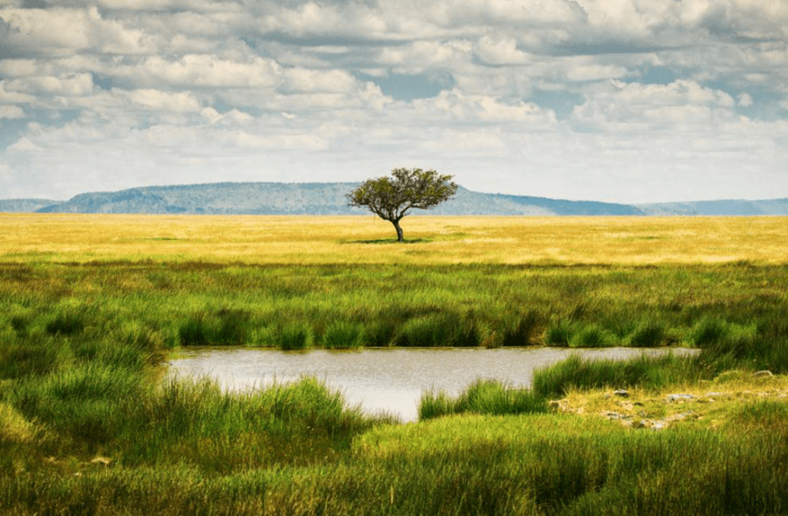 a single tree in the national park of Serengeti Tanzania