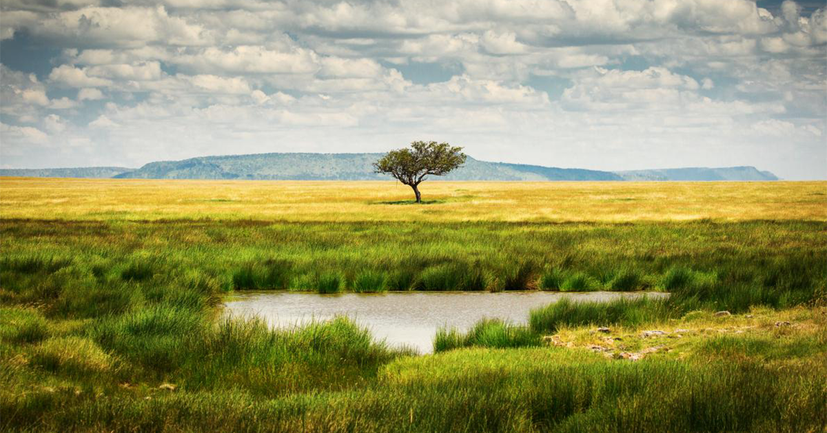 a single tree in the national park of Serengeti Tanzania