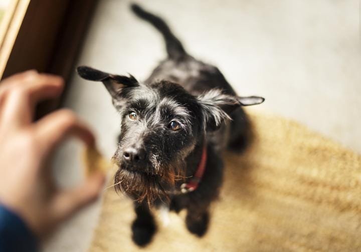 black dog asking for a treat