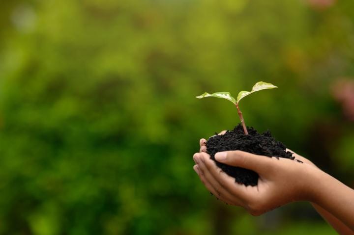 child's hand holding a small tree sapling