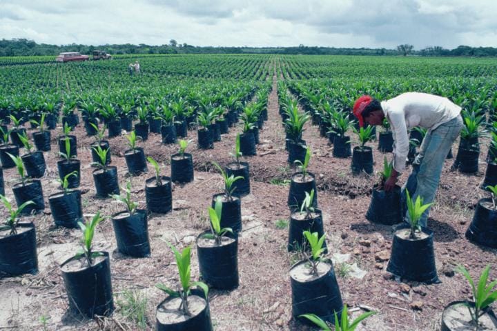palm oil farm in Brazil