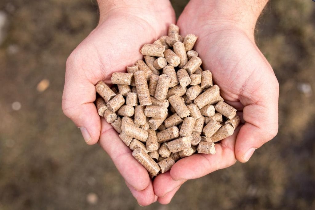 Dry animal feed held in hands