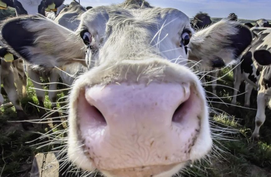 Close up cow face