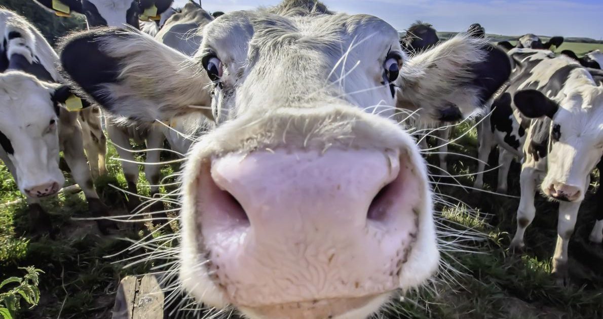 Close up cow face