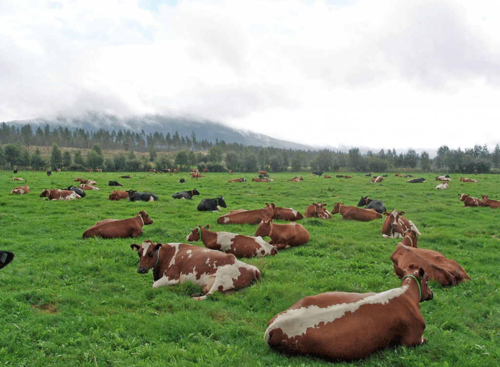 Norwegian red cattle