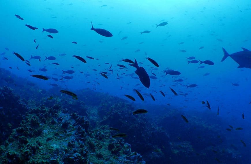 An underwater photograph of deep blue sea lit by sunshine and showing a shoal of fish.