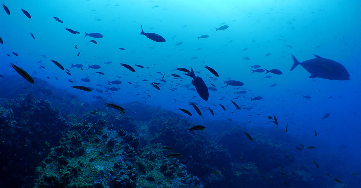 An underwater photograph of deep blue sea lit by sunshine and showing a shoal of fish.