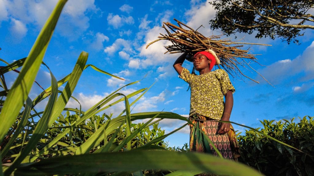 A woman carries firewood on her head next to a tea plantation.