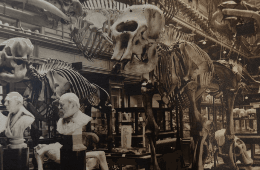 A black and white photograph of the Victorian displays and collection of skeletons, including two elephant skeletons, inside the University of Edinburgh Anatomical Museum. The photograph was taken in 1898 by London photographers Bedford Lemere.