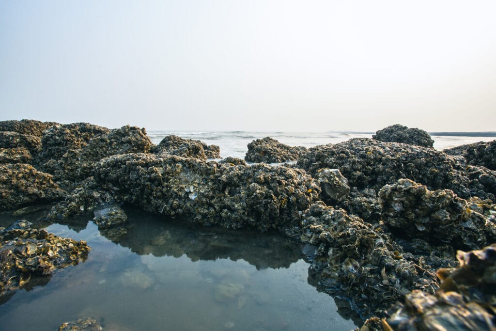 Oyster farming reefs by the seaside at low tide