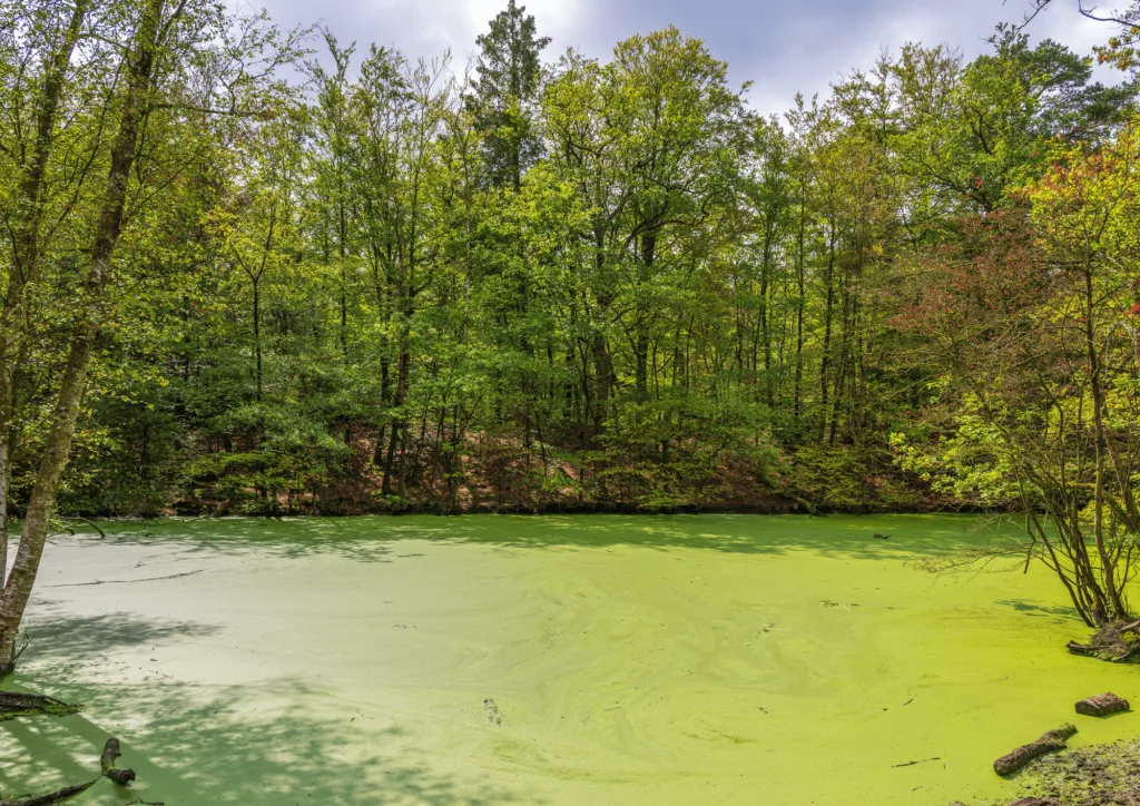 Strong algal bloom in small pond among greenery.