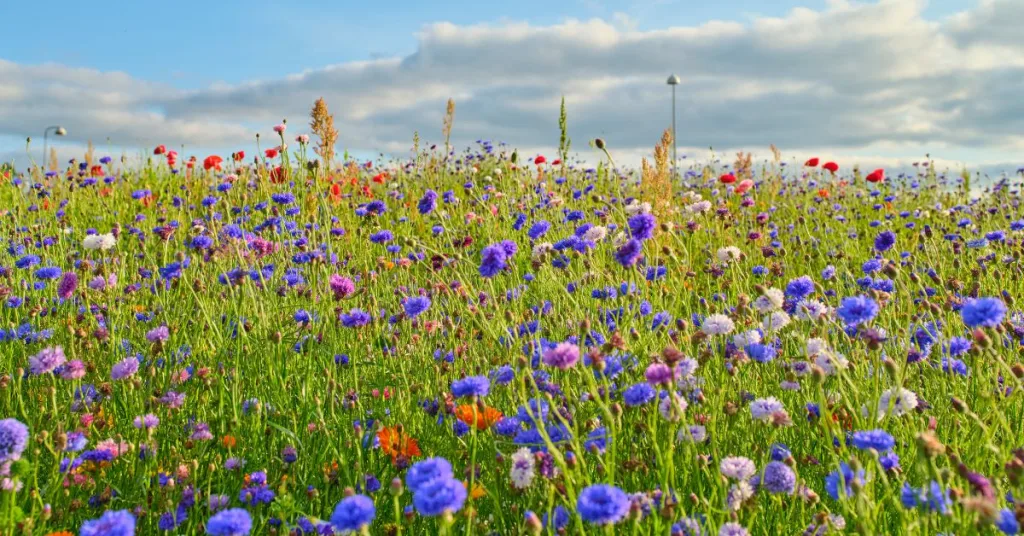 Wildflowers in a field 