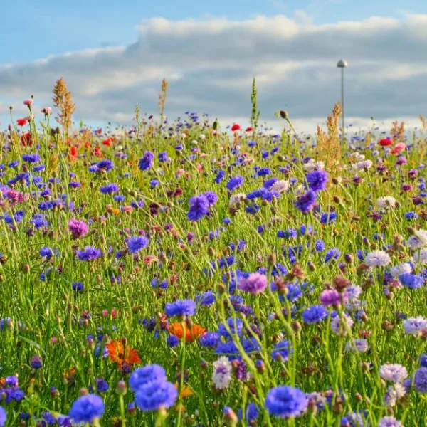 Lessons from searching for every British wildflower