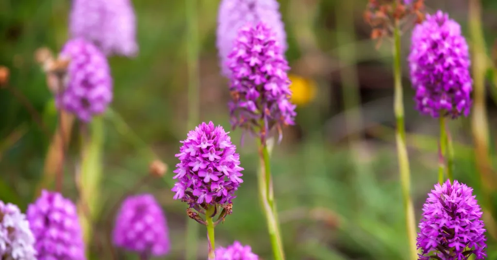 Purple orchids in a field 