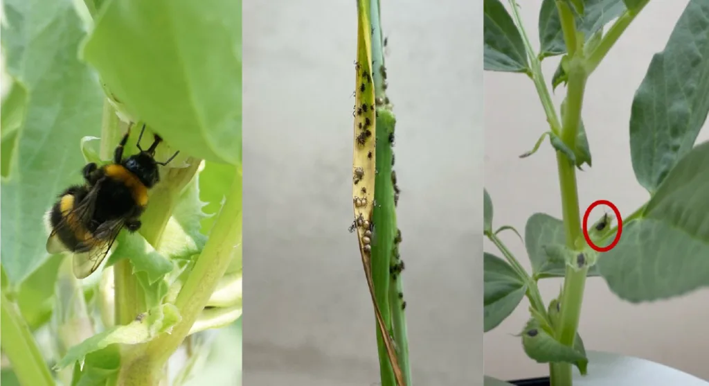 bumblebee, aphids and parasitoid