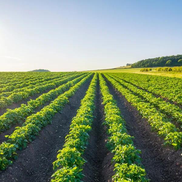Summer sun shining over potato field in summer