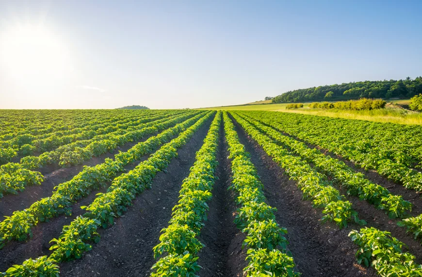 Summer sun shining over potato field in summer
