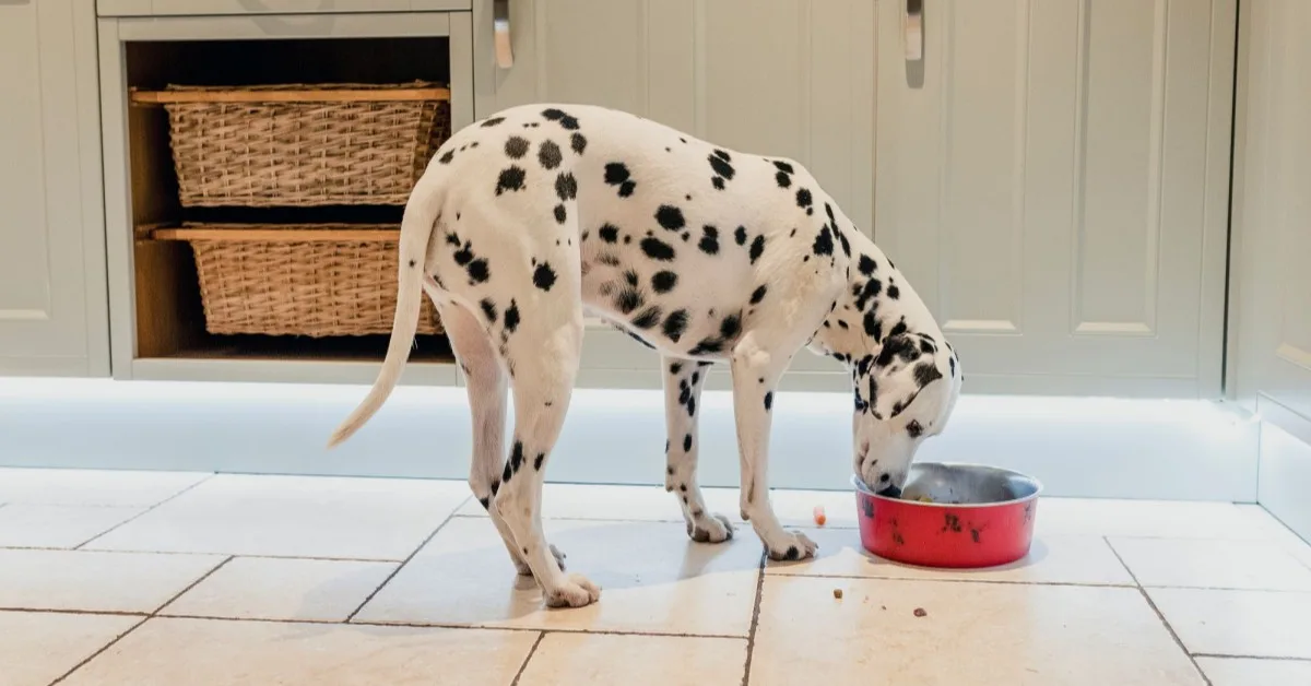 Dalmatian eating dinner from red bowl on the kitchen floor