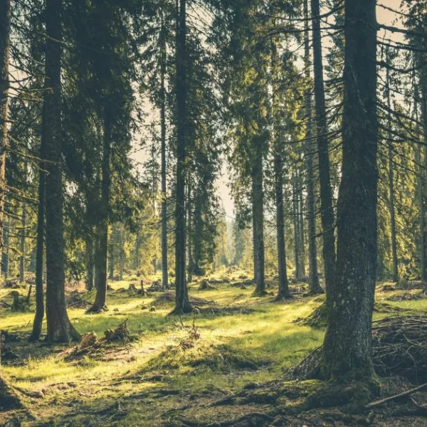 Economic growth cannot save us from deforestation