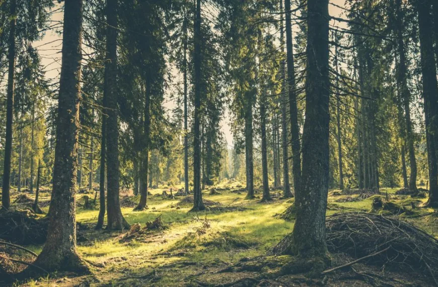 Economic growth cannot save us from deforestation