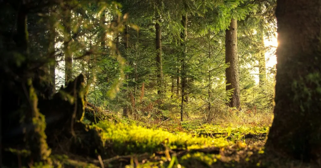 A green forest in the sun