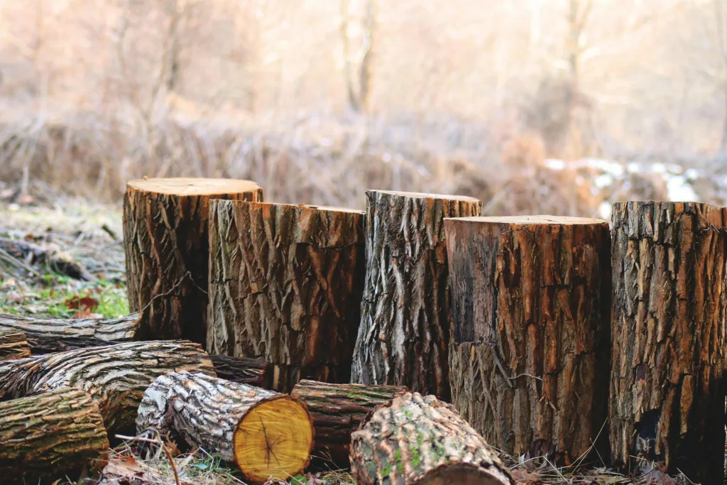 A row of logs from deforestation