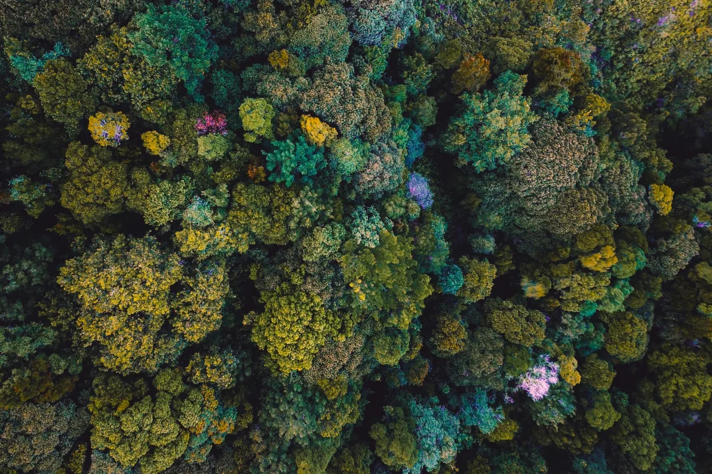 A bird's eye view of trees in a forest