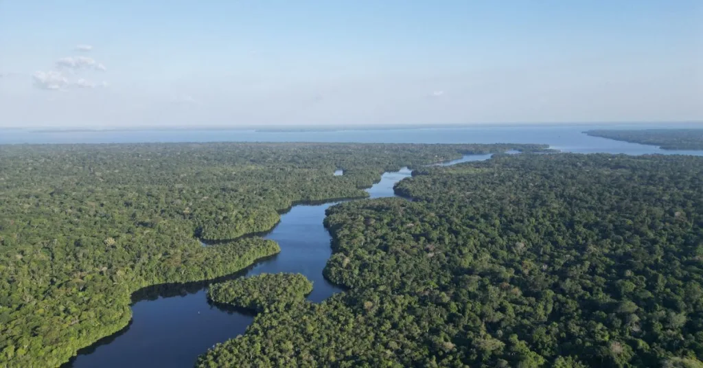 A river surrounded by rainforest 