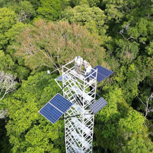 A rainforest viewpoint