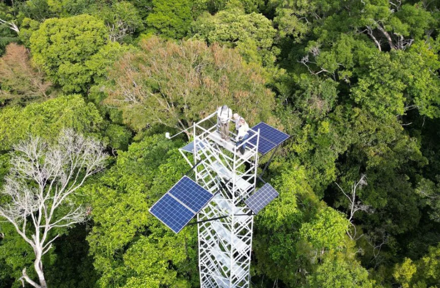 A rainforest viewpoint
