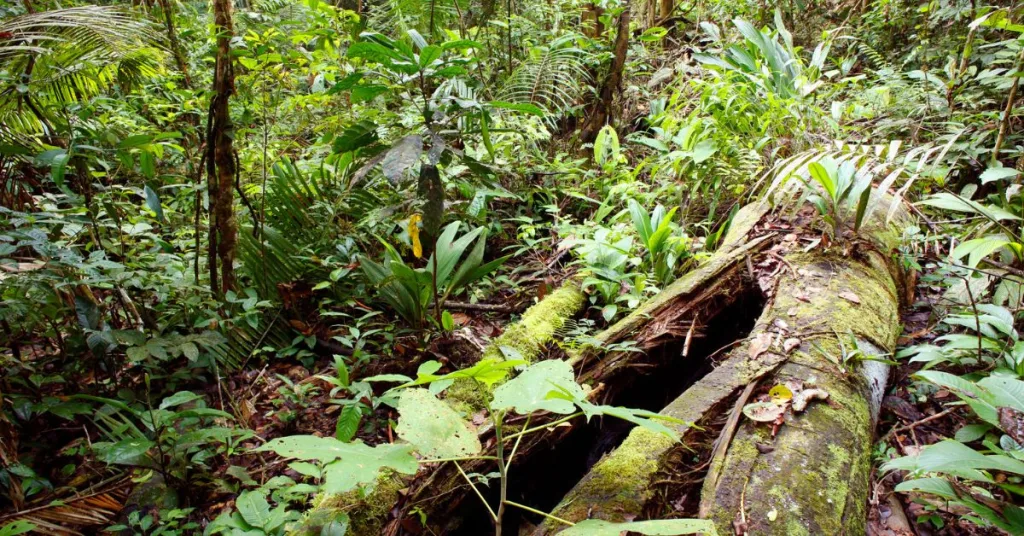 The floor of a rainforest with fallen trees and an abundance of leaves 