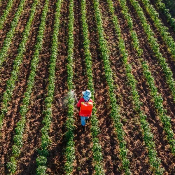 Local farmer spraying crops with pesticides