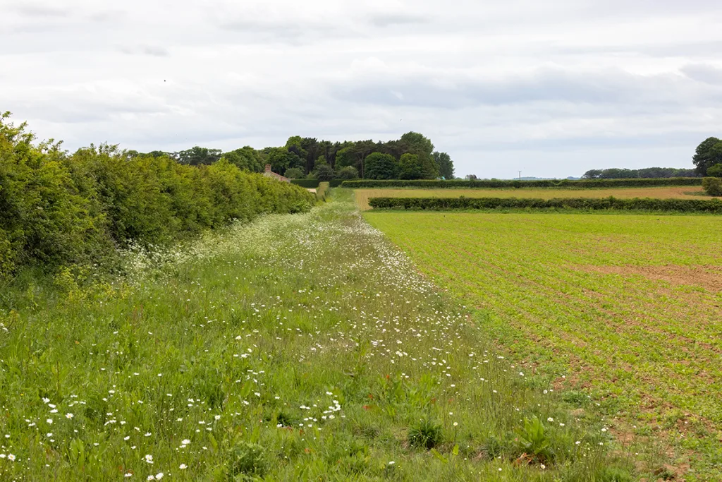 Agricultural land with wildflower field margin and hedgerow