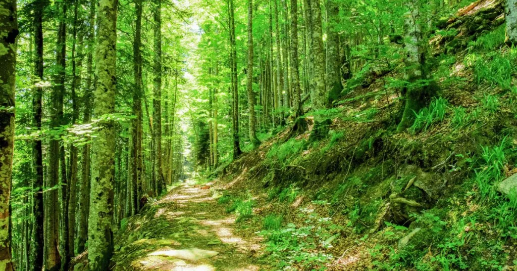 A forest with thin trees and light coming through