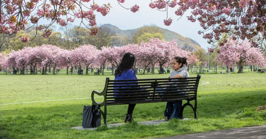 Two people sitting on a bench with cherry blossom trees surrounding them